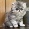 Persian Kittens Purebred CFA  registered