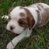 Cavalier King Charles Spaniel Puppies AKC (Dolly's)
