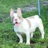FRENCH BULLDOGS FOR SALE