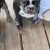 4 French Bulldog puppies available
