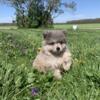 Purebred Pomeranians 3 females available chocolate and merle perfect for mothers day