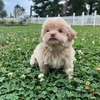 Shih Poo new litter anyday now!