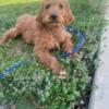 F1B Labradoodles for sale