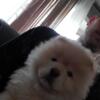 Chow chow puppy for sale