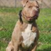 XL BULLY  3yr old rehoming
