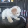 Shih Poo Puppies for sale