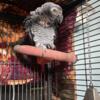 African grey male 8 years old