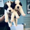 AKC Saint Bernard Puppies