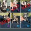 Pocket Bullies Dax x Miagi Gotti bloodline PRICE REDUCED FOR LAST 3 get them quickly while you can !