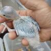 Many variations of  Indian ringneck harlequins pied available