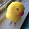 Baby yellow Indian ringneck for adoption