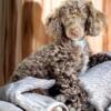 For sale AKC Toy Poodles