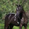 Gorgeous AMHR/ASPC Pinto Miniature mare, great mom