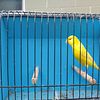 Yellow/White Canaries