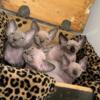 REDUCED Sphynx and Bambino Kittens