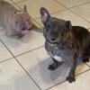 1 female Frenchtons born 3/15 from a Russian imported Isabella stud