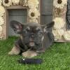 Blue/ Lilac AKC French Bulldog Puppies Indianapolis- HD Frenchies Indy on Facebook
