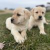 AKC Registered Yellow and Black Lab Puppies