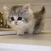 Munchkin Persian Kitten