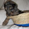 Male doodle puppy available 5/24