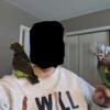 2 Meyers parrots, proven mated pair for sale