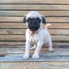 Registered Fawn Male Pug