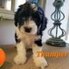 Cavapoo Puppy (King Charles Cavalier/Poodle) Male