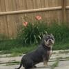 Tri-Color Adult Female American Bully for sale