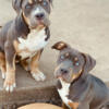 American Bully Puppies ~Female~