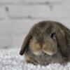 * Baby Holland Lop Bunnies Available *
