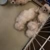 9 week old Maltese puppies 500 dollars