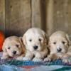 Indiana Golden Retriever Puppies: Meet Your Newest Cuddlesome Furry Friends