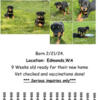 ROTTWEILER PUPPIES rehoming