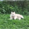 Reduced Price! ~ AKC Full Blooded Wooly Siberian Husky  Parents DNA & Health Tested for Genetic Defects