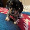 Dachshund puppies 11 available