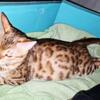 Bengal kittens due at end of May
