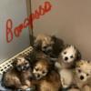 Pomapoos pups for sale