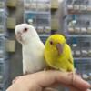 Hand Fed Parrotlets Available