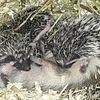 Hedgehogs ( read listing )