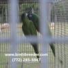 Three young pairs of Blue Crown Conures available at $1,800 per pair