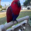 Female tamed eclectus