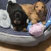 Minature Dachshund Puppies for sale