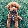 AKC/CKC Red Toy Poodle Stud - STUD SERVICES ONLY