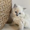 BEAUTIFUL PUREBRED BLUE POINT and SEAL POINT Himalayan kitten