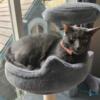 Russian Blue 8 month old males for adoption
