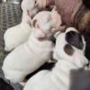 Their here born 3/25/24 ready May 2024 CKC boxers