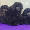 Champion sired toy poodle pups