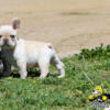 AKC French Bulldog, Loving puppies, super quality, excellent pedigree and just all around amazing dogs