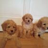 TOY POODLE puppies for sale