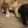 Mini poodles looking for forever home